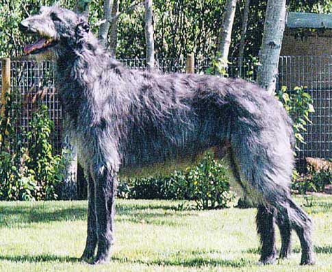 Can. Ch. Hollyrood Dianras the Valiant