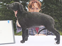 Cotton Thistle at 6 weeks