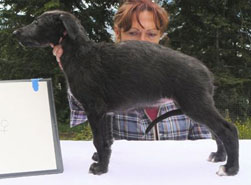 Cotton Thistle at 6 weeks