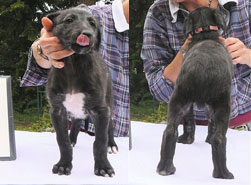 Cotton Thistle at 6 weeks