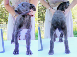 Cotton Thistle at 8 weeks