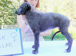 Cotton Thistle at 8 weeks