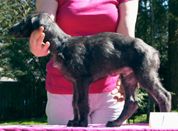 Hollyrood No Egrets at 7 weeks