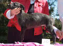 Hollyrood Abigail at 7 weeks