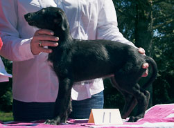Hollyrood Chickadee at 7 weeks