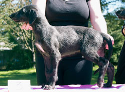 Hollyrood Tamazar Capercaillie at 7 weeks