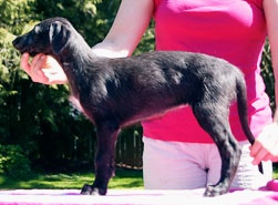 Hollyrood Tamazar Capercaillie at 7 weeks