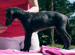 Hollyrood Raga at 7 weeks