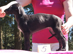 Hollyrood Curlew Piper at 7 weeks