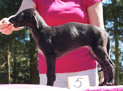 Hollyrood Curlew Piper at 7 weeks