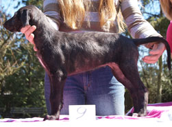 Hollyrood Jenny Wren at 7 weeks