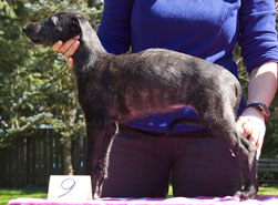 Hollyrood Jenny Wren at 7 weeks