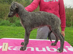 Hollyrood No Egrets at 9 weeks