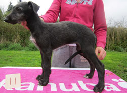 Hollyrood Chickadee at 9 weeks