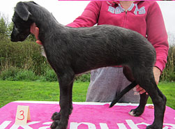 Hollyrood Tamazar Capercaillie at 9 weeks