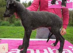 Hollyrood Raga at 9 weeks