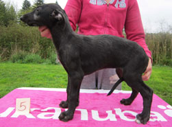 Hollyrood Curlew Piper at 9 weeks