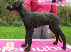 Hollyrood Jenny Wren at 9 weeks