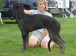Hollyrood Curlew Piper at 5 months