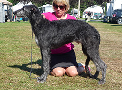 Hollyrood Curlew Piper at 5 months