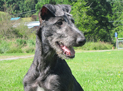Hollyrood Jenny Wren at 4 months