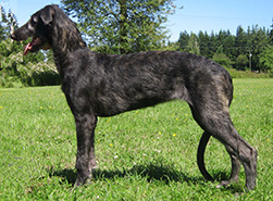 Hollyrood Jenny Wren at 4 months