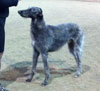 Dexter at the shows