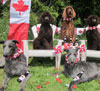 Delilah on Canada Day