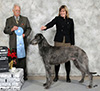 Dexter - Best Puppy in Show!