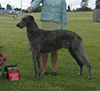 Dexter at the US national